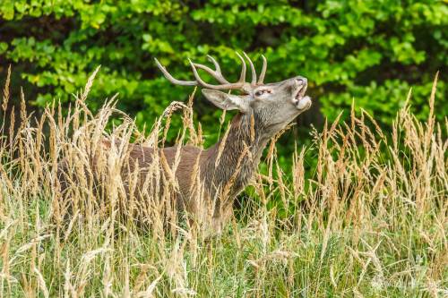 Jeleň lesný (Cervus elaphus), Jaroslav Praženka