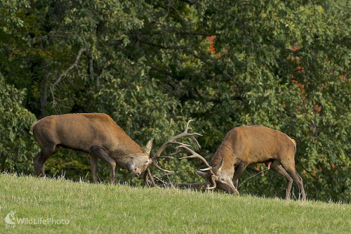 Kto z koho, Vladimír Sabo