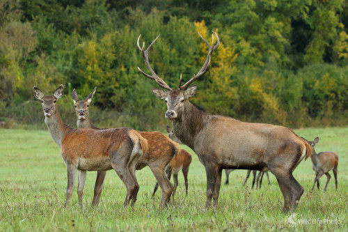 jelenia rodinka, Peter Jurík