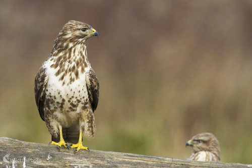 Dominancia, Marian Zelina