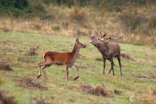 Na rujovisku .., Marián Jamrich
