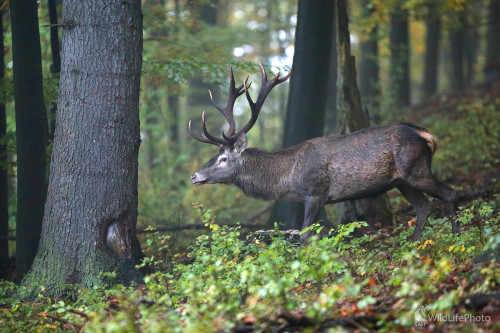 V daždi ..., Marián Jamrich