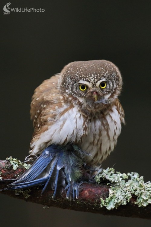 Malý lovec kuvičok, Vladimír Michalec