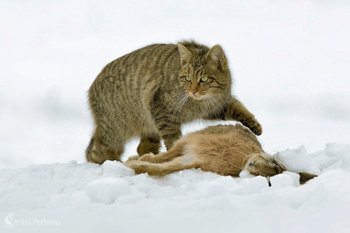 Môj zajko, Dominik Kalata