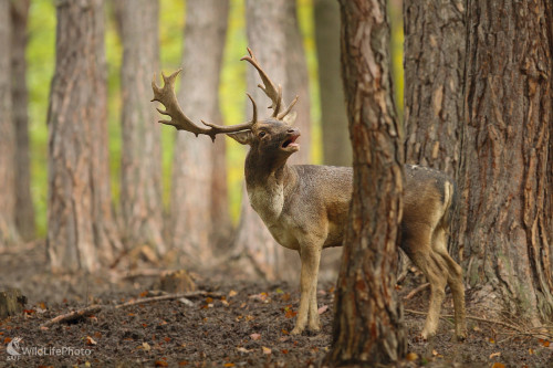 Na rujovisku ..., Marián Jamrich