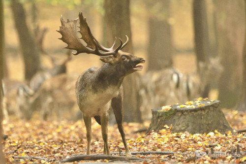 Na rujovisku, Vladimír Sabo