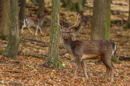 Daniel škvrnitý (Dama dama), Jaroslav Praženka