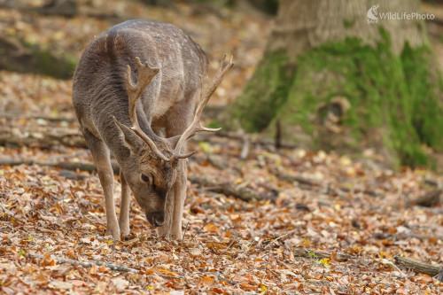 Daniel škvrnitý (Dama dama), Jaroslav Praženka