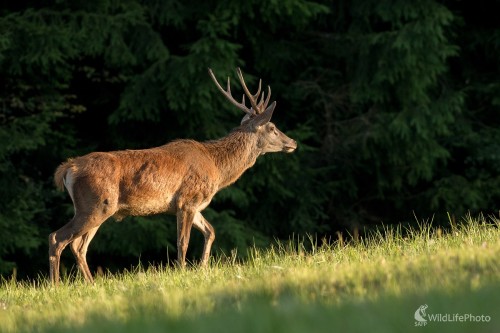 Jelienok, Ľubomír Ondráško