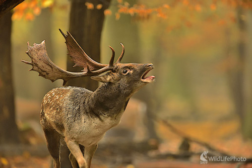 Jesenné  pastorále, Vladimír Sabo