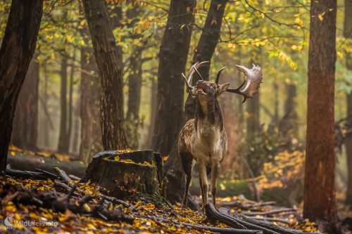 Daniel škvrnitý (Dama dama), Jaroslav Praženka