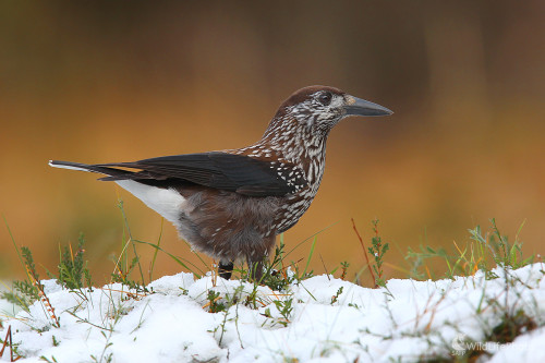 Orešnica perlová, Dominik Kalata