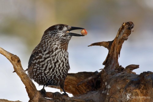 Budú na zimu, Vladimír Michalec