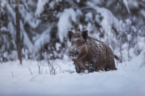Spod bielej periny, Dominik Kalata