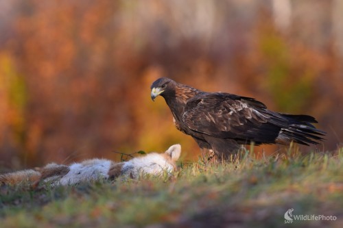 Orol a líška, Ľubomír Ondráško