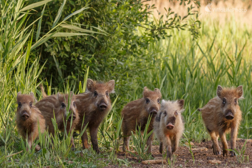 Diviak lesný (Sus scrofa), Jaroslav Praženka