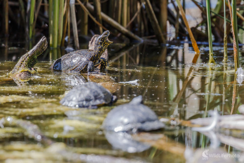 Korytnačka močiarna (Emys orbicularis), Jaroslav Praženka