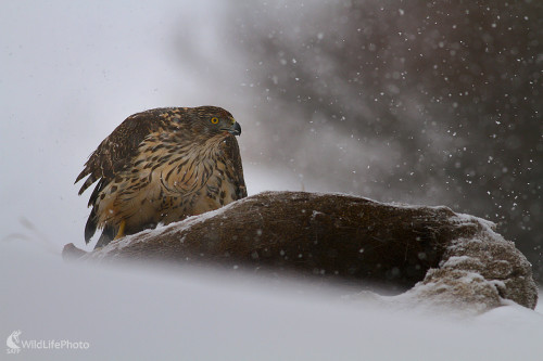 Jastrab veľký, Dominik Kalata