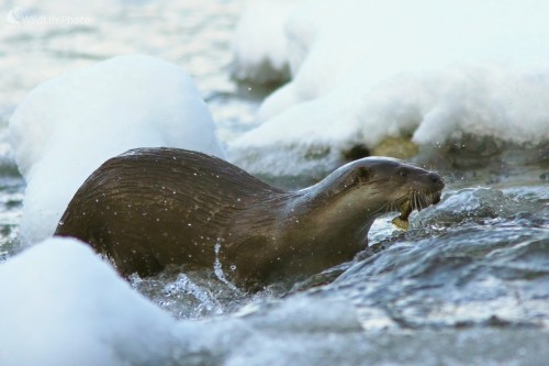 Po úspešnom love, Vladimír Michalec