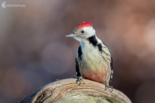 Pankáč, Ľubomír Ondráško