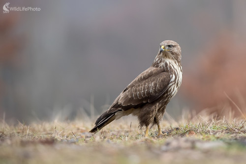 Miško, Ľubomír Ondráško
