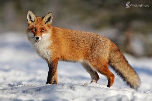 Líška hrdzavá, Dominik Kalata