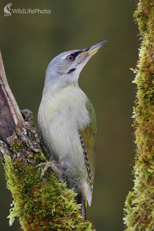 Žlna sivá, Vladimír Michalec