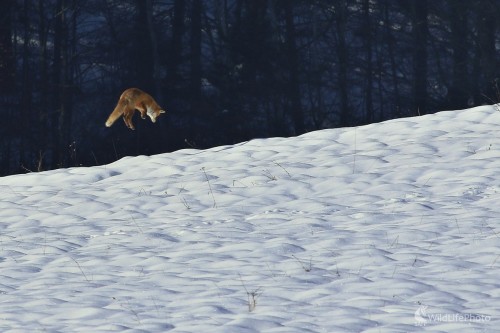 Myškovanie, Maroš Detko