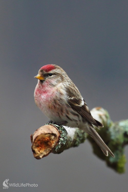 Čečetka, Vladimír Michalec