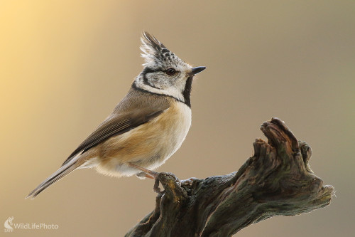 Pankáčik, Peter Jurík