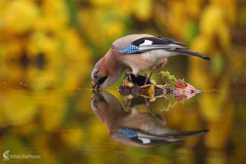 Zrkadlenie, Marián Jamrich