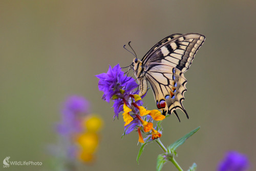 Vidlochvost feniklový, Dominik Kalata
