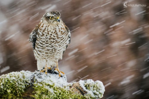 Krahulcova prvá zima, Ľubomír Ondráško