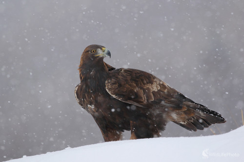 Orol skalný, Peter Jurík