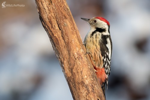 Ďatlík, Ľubomír Ondráško