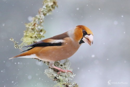 Glezg, Vladimír Michalec