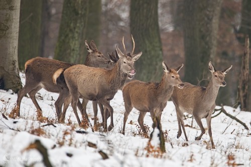 Mládenček s družkami, Vladimír Sabo