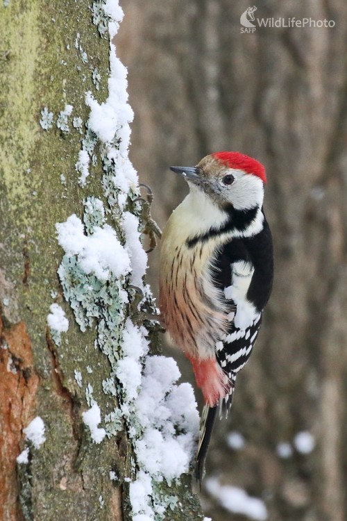 Ďateľ prostredný, Vladimír Michalec