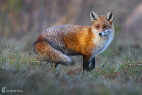 líška hrdzavá, Dominik Kalata