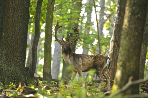 Kráľ, Vladimír Sabo