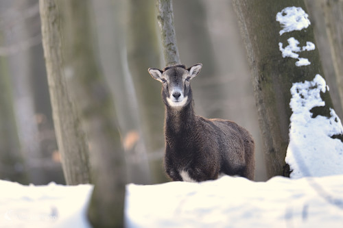 Z očí do očí..., Vladimír Sabo