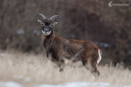 Muf, Ľubomír Ondráško