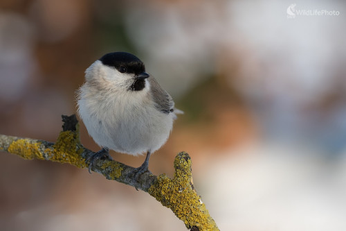 Zimná, Ľubomír Ondráško