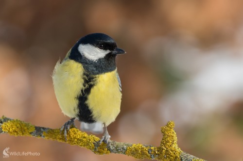 Už vidí jar, Ľubomír Ondráško