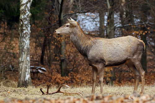 Zhodené, môžu rásť nové ., Peter Jurík
