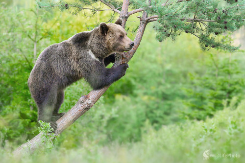Na rozhľadni, Dominik Kalata