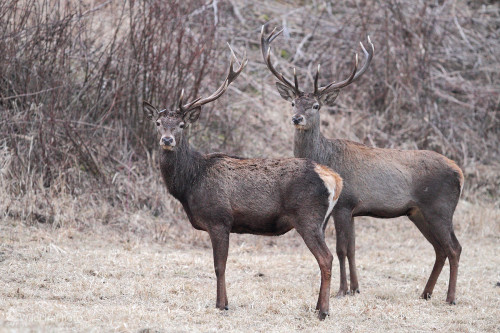 Polovičný kráľ ..., Marián Jamrich