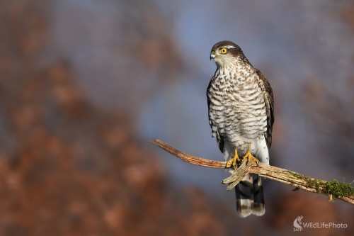 Vždy v strehu, Ľubomír Ondráško