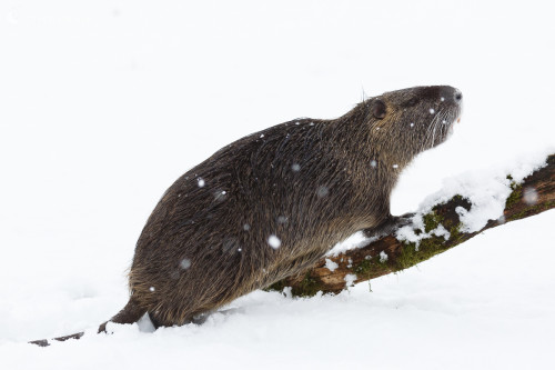 nutria riečna (Myocastor coypus), Jaroslav Praženka