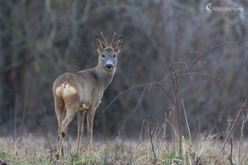 Srnec lesný (Capreolus capreolus), Jaroslav Praženka
